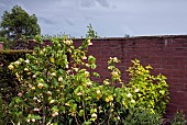 Abutilon Bell Flower Chinese Lantern