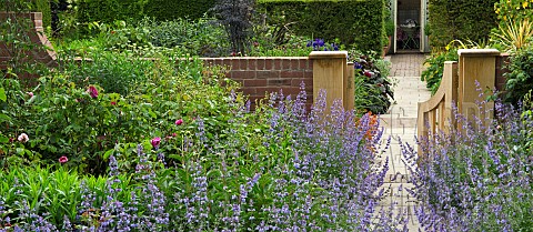 Catmint_aroung_wooden_gate