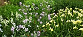 Iris sibirica Butter and Sugar and Hesperis matronalis, Sweet Rocket Dame`s Violet