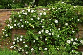 White Rosa Rose climbing on wall