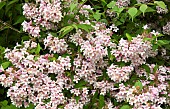 Weigela Pink Poppet, Weigela florida Plangen