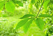 Foliage fresh green leaves in early summer