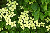 Cornus kousa var. chinensis Dogwood