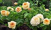 Rosa Rose Alchymist