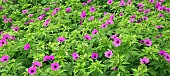 Herbaceous Perennial Hardy Geranium  Ann Folkard  (Cranesbill) at Wollerton Old Hall (NGS) Market Drayton in Shropshirein summer June