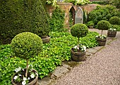 Standard Box underplanted with white Petunias