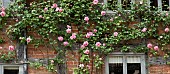 Climbing rose Caroline Testout at Wollerton Old Hall (NGS) Market Drayton in Shropshire in summer June