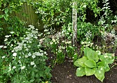Camassia leichtlinii, Hosta, Astrantia, under Birch Tree, in border late spring at Wollerton Old Hall (NGS) Market Drayton in Shropshire early summer June