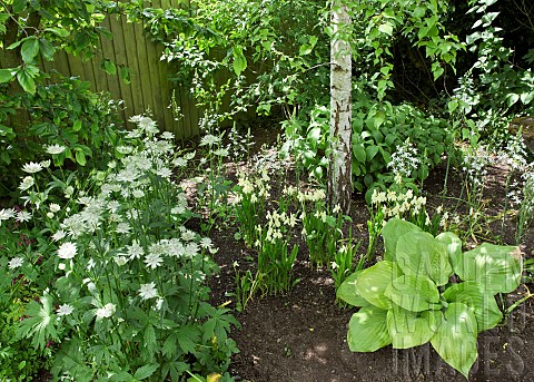Camassia_leichtlinii_Hosta_Astrantia_under_Birch_Tree_in_border_late_spring_at_Wollerton_Old_Hall_NG
