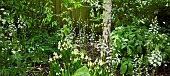 White Camassia leichtlinii Quamash