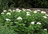 Achillea grandifolia Yarrow