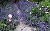 Garden path flanked by Nepeta Six Hills Giant Catmint