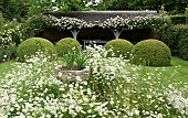 Rosa Rose Francis E. Lester ,  Leucanthemum vulgare Marguerite, Moon Daisy, Ox-eye Daisy