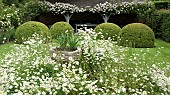 Leucanthemum vulgare Marguerite, Moon Daisy, Ox-eye Daisy