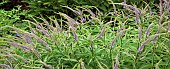 Veronicastrum virginicum Pointed Finger Culvers Root