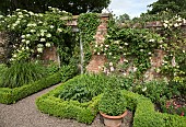 Long walk garden, brick wall with climbing rose Phyllis Bide and Climbing Hydrangea Anomola Petiolaris at Wollerton Old Hall (NGS) Market Drayton in Shropshire early summer June