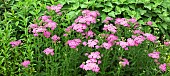 Achillea millefolium Apple Blossom Yarrow, Achillea millefolium Apfelblüte