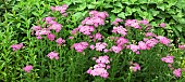 Achillea millefolium Apple Blossom Yarrow, Achillea millefolium Apfelblüte