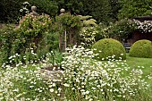 Leucanthemum vulgare Marguerite, Moon Daisy, Ox-eye Daisy