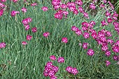 Dianthus Spangled Star