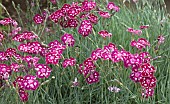 Dianthus Spangled Star