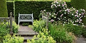 Rosa Fantin-Latour Centifolia Rose