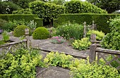 Alchemilla mollis Lady`s Mantle