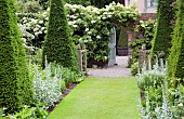 Hydrangea petiolaris Climbing Hydrangea over wall and doorway