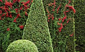 Tropaeolum speciosum Creeper or Flame Nasturtium