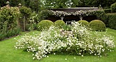 Rambling Rose Rosa Francis E. Lester Leucanthemum vulgare (Marguerite, Moon Daisy, Ox-eye Daisy