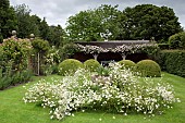 Rambling Rose Rosa Francis E. Lester Leucanthemum vulgare (Marguerite, Moon Daisy, Ox-eye Daisy