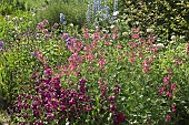 Wide border of herbaceous perennials