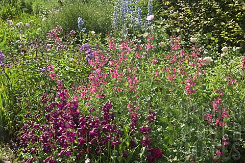 Wide_border_of_herbaceous_perennials