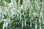 Veronicastrum virginicum Album