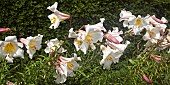 Lilium regale Trumpet Lily