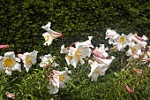 Lilium regale Trumpet Lily