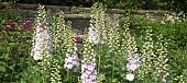 Delphinium Pink Ruffles