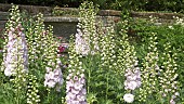 Delphinium Pink Ruffles