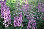 Delphinium Astolat