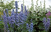 Delphinium Highlander Double Moonlight