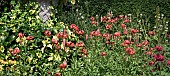 Bulbous perennial Lilium martagon Turks Cap Lily petals turn back orange-red flowers with spotted throat at Wollerton Old Hall (NGS) Market Drayton in Shropshire midsummer July