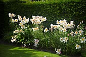 Lilium regale Trumpet Lily Regal Lily