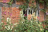 Alcea rosea Hollyhocks Cottage garden