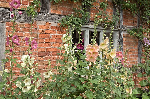 Alcea_rosea_Hollyhocks_Cottage_garden