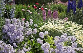 Deep border of herbaceous perennials striking colour combinations