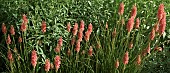 Kniphofia Tawny King Red Hot Poker Torch Lily