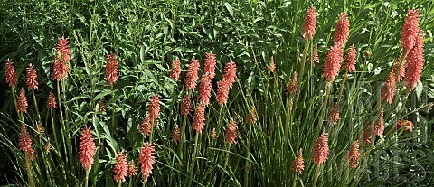 Kniphofia_Tawny_King_Red_Hot_Poker_Torch_Lily