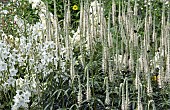 Herbaceous perennial white spires of Veronicastrum Virginicum album Veronicastrum (Veronica Virginica) (Culvers Root) upright white/cream spikes at which bees are very attracted to at Wollerton Old Hall (NGS) Market Drayton in Shropshire midsummer July