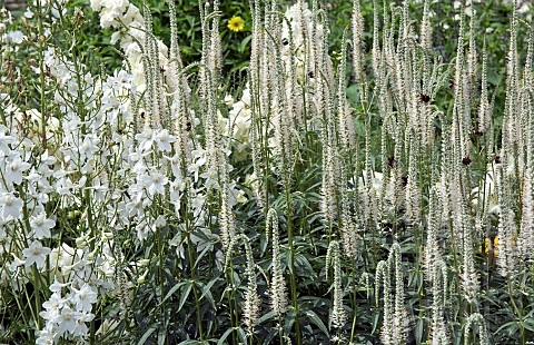 Herbaceous_perennial_white_spires_of_Veronicastrum_Virginicum_album_Veronicastrum_Veronica_Virginica