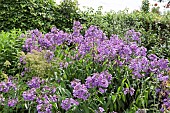 Phlox paniculata Amethyst